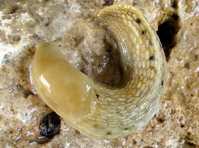Limax grigio + Limax aldrovandi Moquin-Tandon 1855 degli Apuane